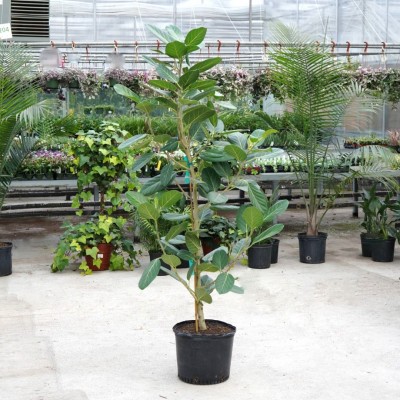 Ficus beng. Audrey - column