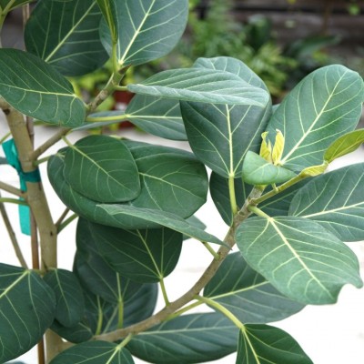 Ficus beng. Audrey - column