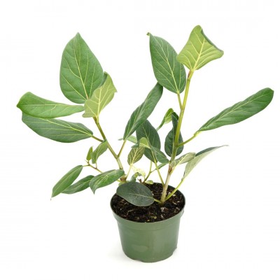 Ficus beng. Audrey