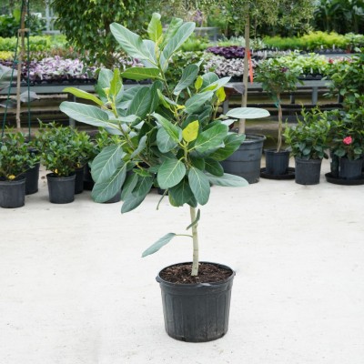 Ficus beng. Audrey - standard