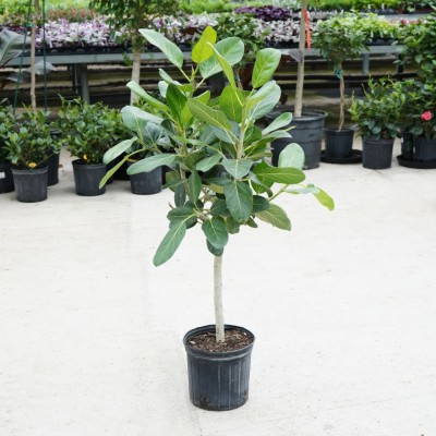 Ficus beng. Audrey - standard