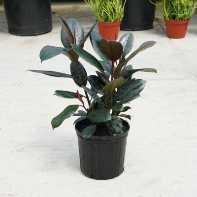Ficus elastica 'Burgundy' - Bush
