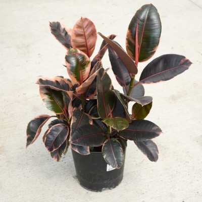 Ficus elastica 'Ruby' - Bush