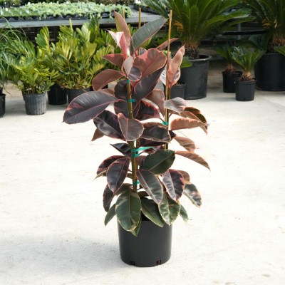 Ficus elastica 'Ruby' - Bush