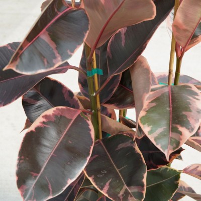 Ficus elastica 'Ruby' - Bush