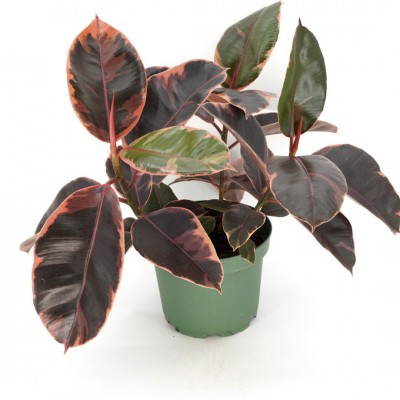 Ficus elastica 'Ruby'