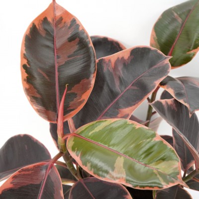 Ficus elastica 'Ruby'