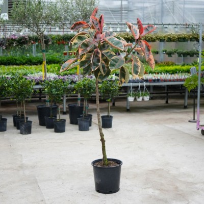 Ficus elastica 'Ruby' - standard