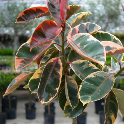 Ficus elastica 'Ruby' - standard