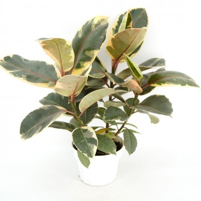 Ficus elastica 'Tineke'