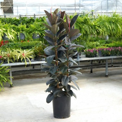 Ficus elastica 'Burgundy' - Standard