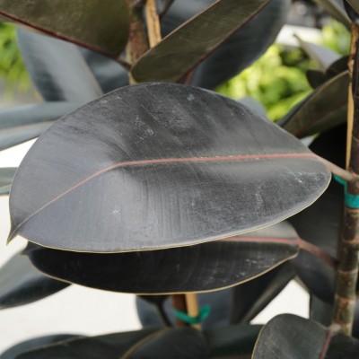Ficus elastica 'Burgundy' - Standard