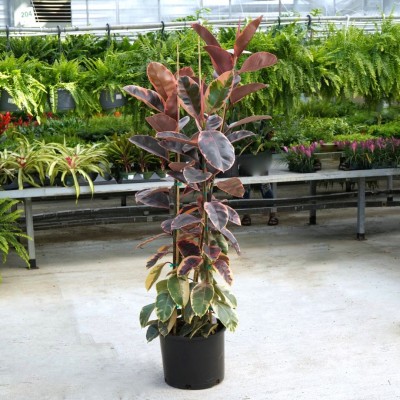 Ficus elastica 'Ruby' 14in - Washington - Cascade Tropicals