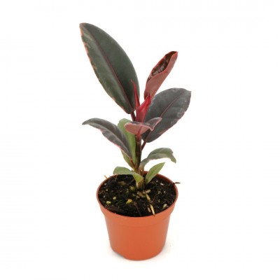 Ficus elastica 'Ruby'