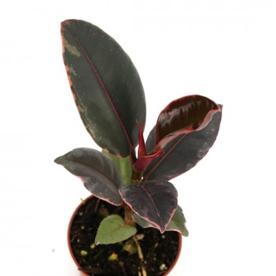 Ficus elastica 'Ruby'