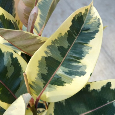 Ficus elastica 'Tineke' - Bush 12in - Washington - Cascade Tropicals