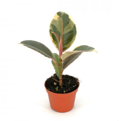 Ficus elastica 'Tineke'