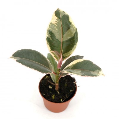 Ficus elastica 'Tineke'