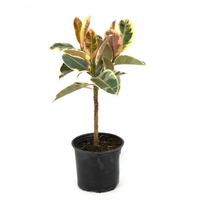 Ficus elastica 'Tineke' - standard