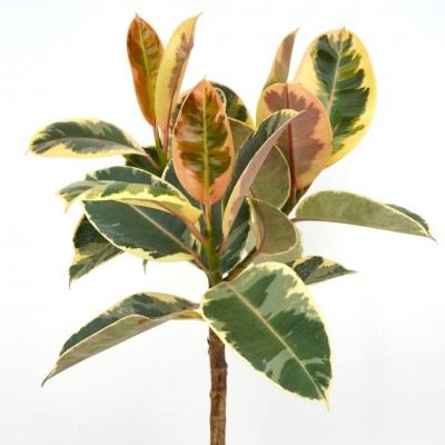 Ficus elastica 'Tineke' - standard