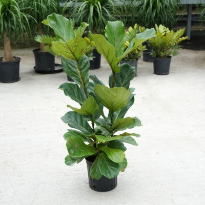 Ficus lyrata