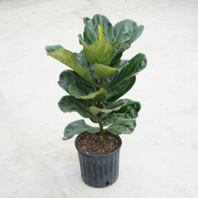 Ficus lyrata - Column