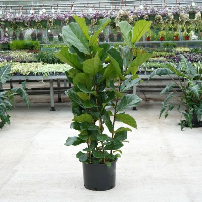 Ficus lyrata - bush staked