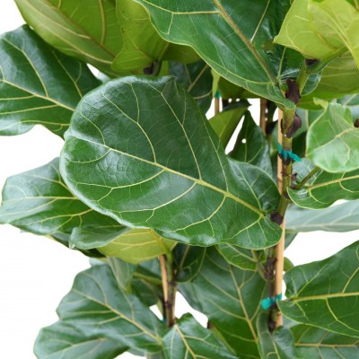 Ficus lyrata - bush staked