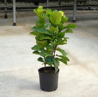 Ficus lyrata comp. 'Bambino' - bush