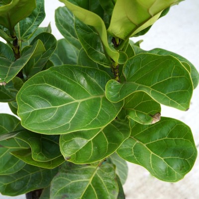Ficus lyrata comp. 'Bambino' - bush