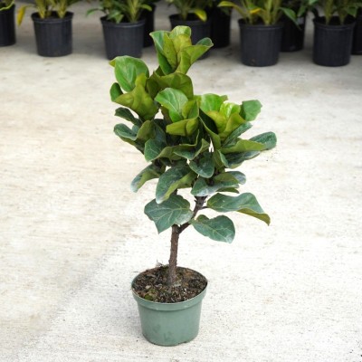 Ficus lyrata comp. 'Bambino' - standard 8in - Washington - Cascade