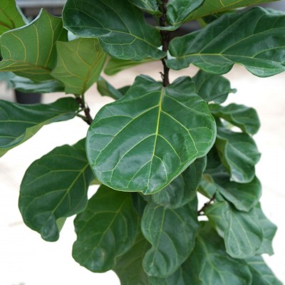 Ficus lyrata - standard