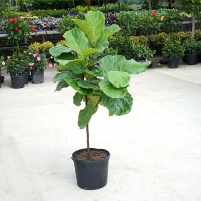 Ficus lyrata - standard