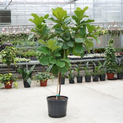 Ficus lyrata - standard