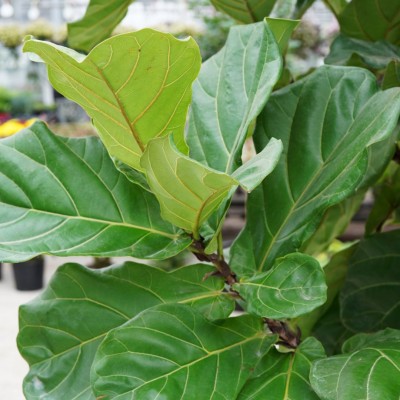 Ficus lyrata - standard