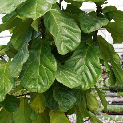 Ficus lyrata - standard