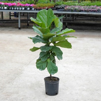 Ficus lyrata - standard 8in - Washington - Cascade Tropicals