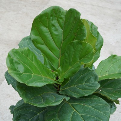 Ficus lyrata - standard