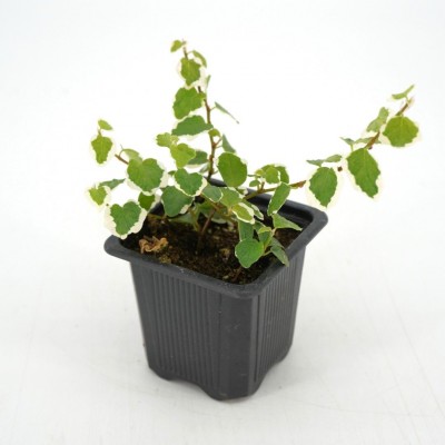 Ficus pumila 'Variegata'