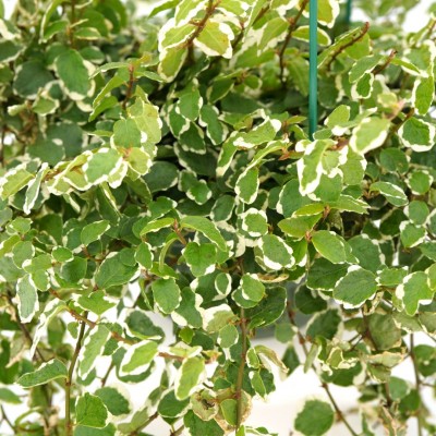 Ficus pumila 'Variegata' - HB