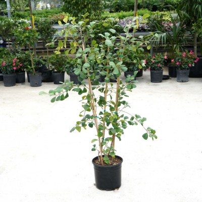 Ficus triangularis