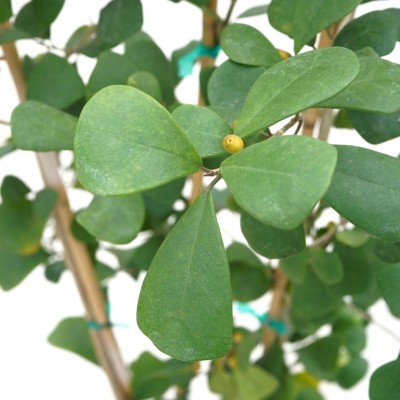 Ficus triangularis