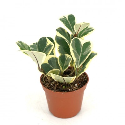 Ficus triangularis variegata