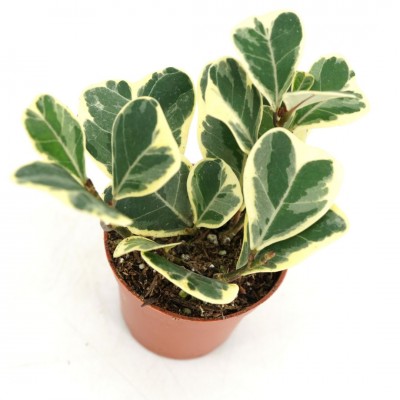 Ficus triangularis variegata