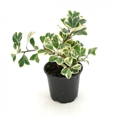 Ficus triangularis variegata