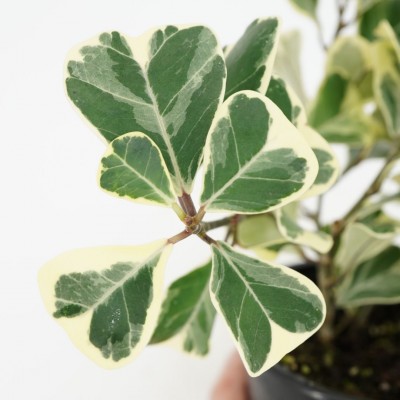 Ficus triangularis variegata