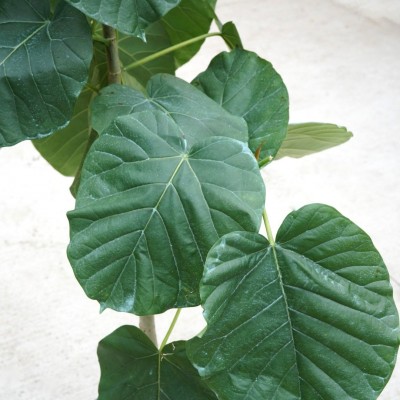 Ficus umbellata