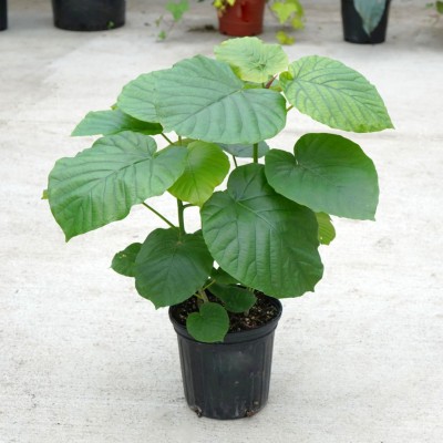 Ficus umbellata