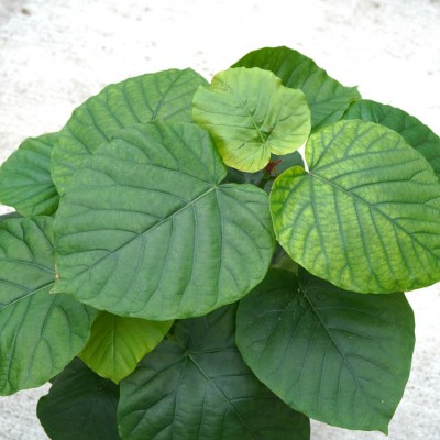 Ficus umbellata