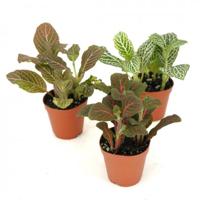 Fittonia assorted